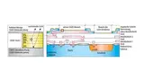 Querschnitt durch einen „OLED on CMOS“-Chip.
