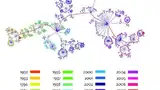 Bild 3: Phylogenie der Influenzaviren 
