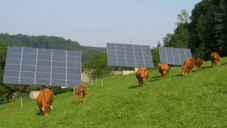Das Bild zeigt einen Solarpark mit nachgeführten PV-Anlagen und weidendem Vieh. 