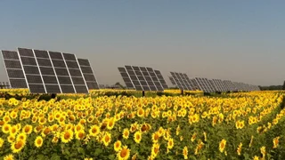 Doppelnutzung von Flächen mit nachgeführten Solaranlagen und Energiepflanzen
