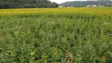 Die Durchwachsene Silphie auf dem Feld bei Lorenzen.