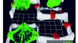 Bild 3: Mithilfe der 3-D-Laserlithografie lässt sich der Einfluss der physischen Umgebung (Steifigkeit und Architektur) auf die Stammzellendifferenzierung oder die Zellmigration untersuchen