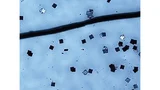 Für Geldscheine und Ähnliches gedacht sind die neuen 2,5-GHz-Chips von Hitachi: Kantenlänge 0,05 mm. Hier im Vergleich zu einem menschlichen Haar
