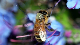 Biene mit RFID von oben aufgenommen