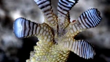 Millionen feinster Härchen an den Zehen und Fußsohlen des Geckos sorgen dafür, dass er nicht abstürzt