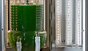 Nahaufnahme des LED-Bioreaktors