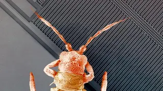 MEMS-Sensoren im Rasterelektronenmikroskop: Das Bild eines Rasterelektronenmikroskops (REM) zeigt die feinen geätzten Silizium-Strukturen eines Beschleunigungssensors von Bosch. Als Größenvergleich ist auf dem Chip zudem ein Insekt abgebildet. Die la