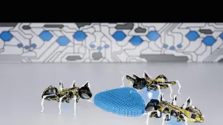 BionicANTs2
