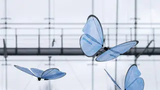 Butterflies1