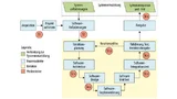 Beispielhafter Ablauf einer Software-Entwicklung