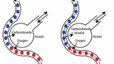Bild 1. Schema des Gasaustauschs in der Lunge unter normalen Umständen (a) und nach dem Konsum von Alkohol (b)