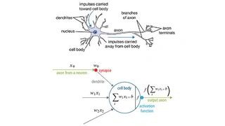 Neuronale Netze bilden das biologische Vorbild einer Nervenzelle (oben) durch ein mathematisches Modell (unten) nach