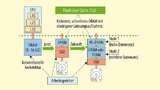Prinzip der Final Level Cache Architecture (FLC): Anstelle von umfangreichem Arbeitsspeicher mit 8 bis 16 GB setzt Marvell auf einen Cache-Ansatz, bei dem eine Hardware Engine ein viel kleineres DRAM verwaltet