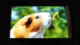 5,5-Zoll-AMOLED-Touch-Display