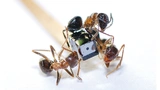 Das NanEye ist ein Kamerakopf für endoskopische Untersuchungen mit nur 1 × 1 × 1,6 mm3 Größe