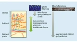 Die Schichtstruktur der Haut und die Eindringtiefen verschiedener Bildgebungsverfahren