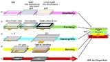 Bild 6: Fertigungsschritte und kundenspezifische Gestaltungsoptionen eines Touchdisplays. 