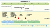  5G-Zeitplan der ITU und des 3GPP, Stand Herbst 2016. Bis Juni 2018 will die 3GPP erste Spezifikationen für ein neues Funksystem erarbeiten