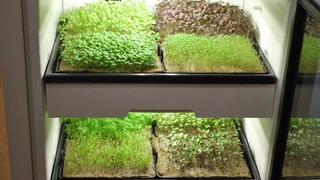 Smart Gardening für zuhause - das Startup Agrilution hat gemeinsam mit Osram eine individuelle Lichtlösung für den Anbau frischen Grüns im eigenen Haus entwickelt. Hier dürfte die Zukunft des Kräuteranbaus liegen...