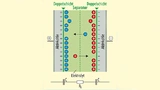 Schematischer und stark vereinfachter Aufbau eines Doppelschicht-Kondensators (EDLC, Electric Double-Layer Capacitor)