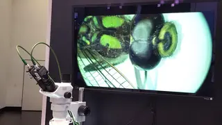 Solectrix präsentierte in Nürnberg ein  integriertes, latenzarmes 3D-Live-System bestehend aus einem 3D-Kamerasystem und einem brillenlos nutzbaren 3D-Monitor. Die gesamte Bildverarbeitung erfolgt in einer Elektronik, eine separate Verarbeitungseinhe