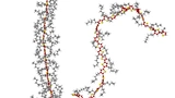 Links ein Polymer mit gestrecktem Rückgrat (rot-gelb). Die langen Seitenarme (grau) der molekularen Bausteine bilden ein Gerüst, das die Streckung stabilisiert. Rechts ein Polymer mit gekrümmtem Rückgrat