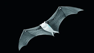 Der BionicFlyingFox von Festo