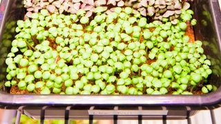 Die NASA erforscht die Produktion von Salatkulturen im Weltraum und kooperiert dafür mit Osram.