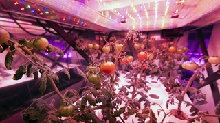 Kennedy Space Center der NASA zur Erforschung der Lebensmittelproduktion.
