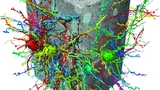 Rekonstruktion von Nervenzellen aus einem Elektronenmikroskopie-Datensatz mit Hilfe der flood-filling networks (FFN).