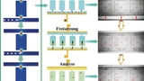 Auf Mikrofluidtechnik basierender Chip für die Manipulation und anschließende Nukleinsäure-Analytik einzelner Zellen.