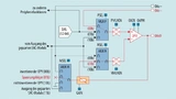 Schaltplan des Analog-Combo-Moduls im MSP430 als Pufferverstärker programmiert.