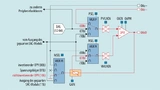 Schaltplan des Analog-Combo-Moduls im MSP430 als prorammierbarer Verstärker programmiert.