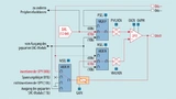 Schaltplan des Analog-Combo-Moduls im MSP430 zur Erzeugung der Vorspannung am OPV-Eingang.