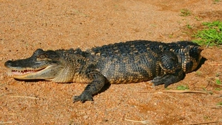 Keinen Schwanz zu haben ist für einen Alligator ein ernstes Problem: Es bedeutet, dass er sich weder an Land noch im tiefen Wasser sicher und schnell fortbewegen kann. Und auch bei der Jagd und Nahrungsaufnahme sind seine Artgenossen schneller - was