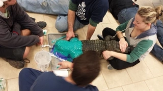 Vorbereitungen zum Abtasten des Alligators