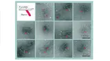 Transmissionselektronenmikroskopieaufnahme von Nanoporen.