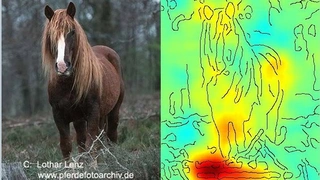 Hier ordnet das KI-System das Bild anhand des Copyright-Schriftzugs der richtigen Kategorie zu. Die Lösungsstrategie ist dennoch fehlerhaft.