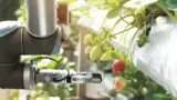 Erdbeerpflückroboter