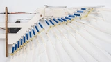Nahaufnahme des PigeonBot-Flügels aus echten Federn, die durch elastische Bänder mit synthetischen Handgelenken und Fingern verbunden sind.