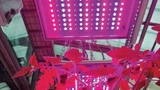 Insgesamt wurden in einer Leuchte für das Wchstum einer Tomatenpflanze 60 Hyper-Red- und jeweils 48 Stück Far-Red- und Deep-Blue-LEDs verwendet. 