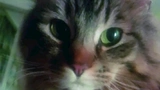 Von der Familie Hall adoptierte Hauskatze „TumbleWeed“.