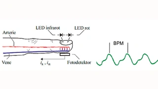 Das Signal des Fotodetektors (Photoplethysmographie) enthält die Pulsfrequen