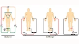 EKG-Ableitungen nach Einthoven und Goldberger