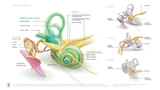 Visualisierung der menschlichen Hörschnecke
