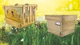  Sensor-Monitoring in Bienenstöcken für die bessere Analyse von Umweltchemikalien und anderen negativen Umwelteinflüssen.