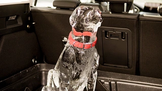 Der Hund nach dem Vorbild eines Labradors war in einer Hundebox im Gepäckabteil eines Ford Focus Turnier untergebracht.