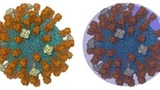 Bild 1. Modell eines Influenza-Virus, trocken und mit ultradünner Wasserschicht (Quelle: Reddy et al., Structure 23 (2015) 584)