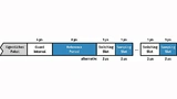 Allgemeiner Aufbau und Timing der Constant Tone Extension (CTE)