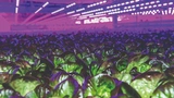 80 Acres Farms
